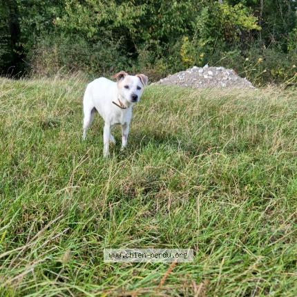 Photo 1/1 Chien retrouvé Perdu à Fontenay en parisis 95190