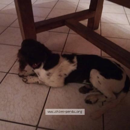 Photo 1/1 Chien retrouvé Perdu à Saint laurent d andenay