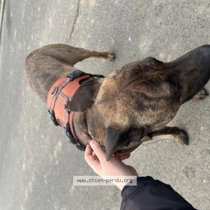 Photo de chien trouvé à Rosult