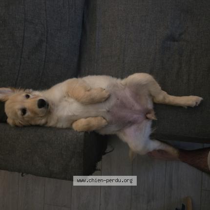 Photo 1/1 Chien retrouvé Perdu à Bellenaves