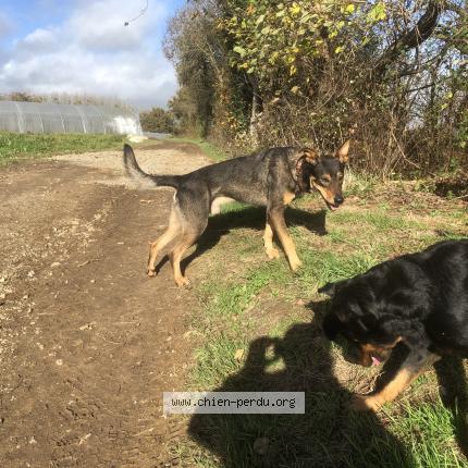 Photo 1/1 Chien retrouvé Trouvé à Surzur