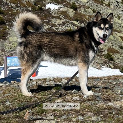 Photo 1/1 Paco Chien perdu à Gieres