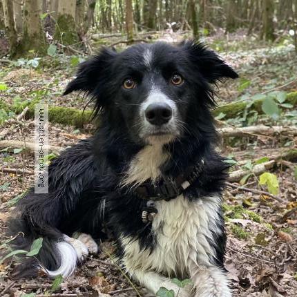 Photo 1/1 Chien retrouvé Perdu à Fontaines