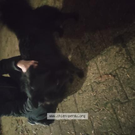 Photo 1/1 Chien retrouvé Trouvé à Meximieux