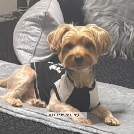 Photo 1/1 Bentley Chien perdu à Houston