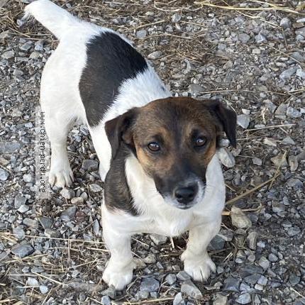Photo 1/1 Robyn Chien perdu à Notre dame de courson