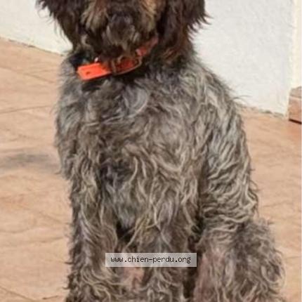 Photo 1/1 Ulysse Chien perdu à St gildas des bois