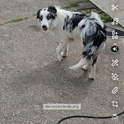 Photo 1/1 Vidoc Chien perdu à Champ le duc
