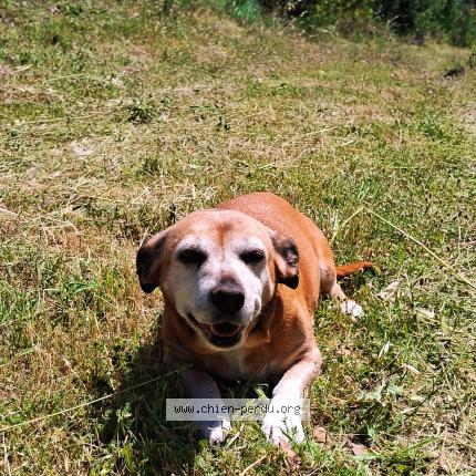Photo 1/2 Lala Chien perdu à Ganges