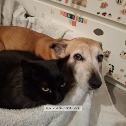 Photo 2/2 Lala Chien perdu à Ganges