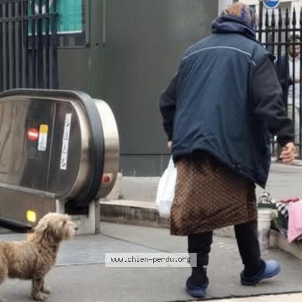 Photo 1/1 Chien trouvé Trouvé à Paris