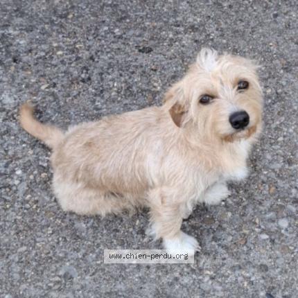 Photo 1/1 Carnage Chien perdu à Montmerle sur saone