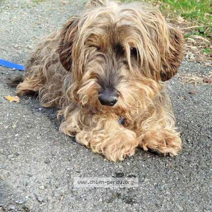 Photo 1/1 Chien retrouvé Trouvé à Augmontel