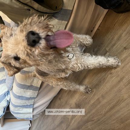 Photo 1/1 Chien retrouvé Trouvé à Plouzane