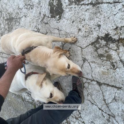 Photo 1/1 Chien trouvé Trouvé à Souyeaux