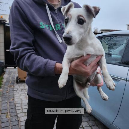 Photo 1/1 Chien trouvé Trouvé à Villemomble