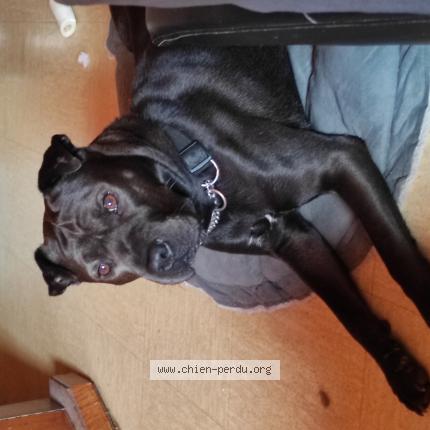 Photo 1/1 AKO Chien perdu à Retournac