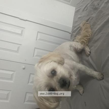 Photo 1/1 Lily Chien perdu à Houston