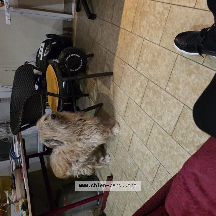 Photo 1/1 Chien retrouvé Perdu à Valreas