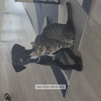 Photo de chien perdu à Lucay Le Male