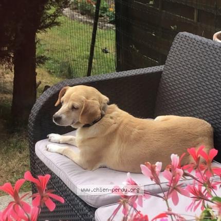 Photo 1/1 Avalanche Chien perdu à Houdain