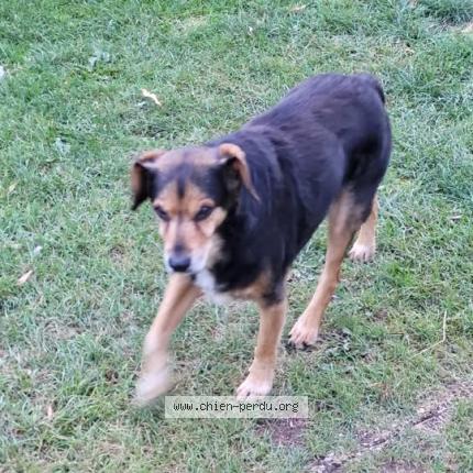 Photo 1/1 MARLEY Chien perdu à Ecuelin