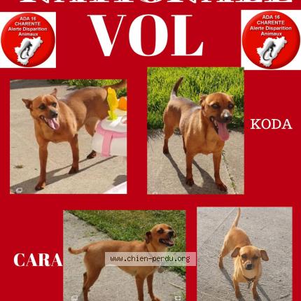 Photo 1/1 Cara Chien perdu à Roullet saint estephe