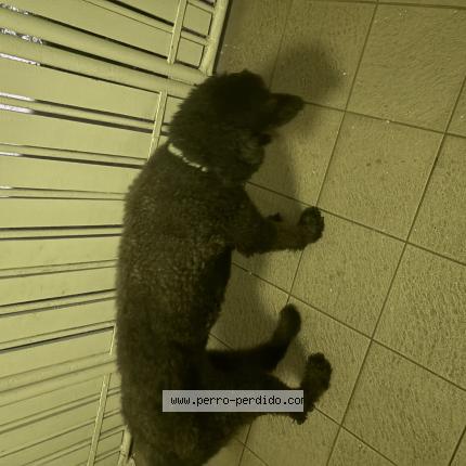 Photo 1/1 Chien trouvé Trouvé à San juan