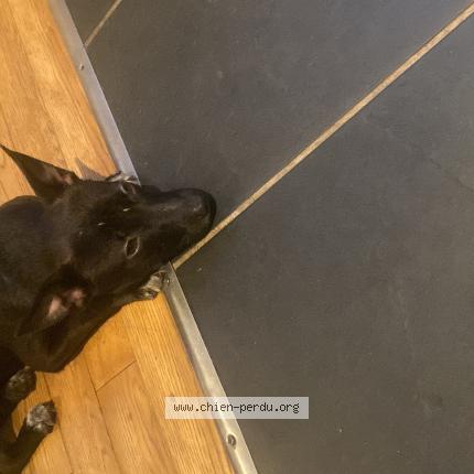 Photo 1/1 Chien trouvé Trouvé à Paris