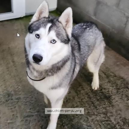 Photo 1/1 Chien retrouvé Perdu à Gelos