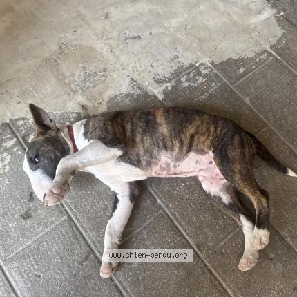 Photo 1/1 Viper Chien perdu à Droux