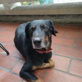 Photo de chien trouvé à Toulouse