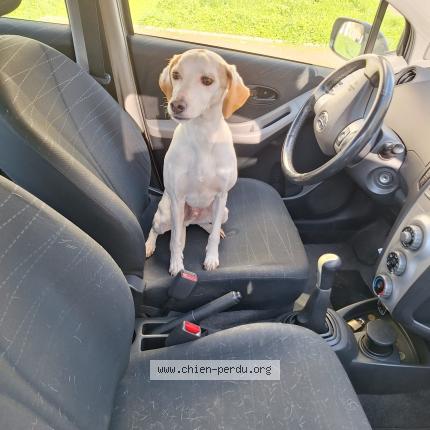 Photo de chien trouvé à Rilhac Rancon 87570