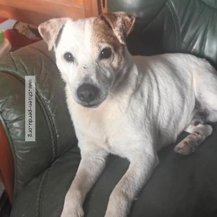 Photo de chien trouvé à Rai