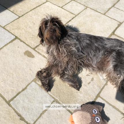 Photo 1/1 Pépite Chien perdu à Ambon