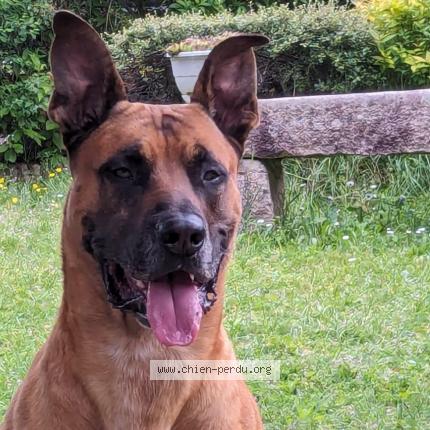 Photo 1/1 Loki Chien perdu à Sougy sur loire