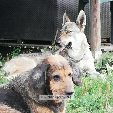 Photo de chien perdu à La Machine