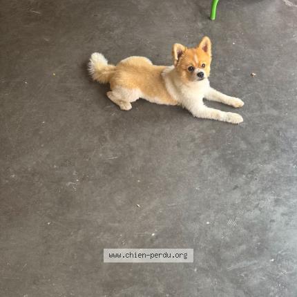 Photo 1/1 Chien retrouvé Perdu à Courtry