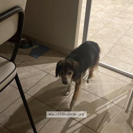 Photo 1/1 Chien retrouvé Perdu à Challans