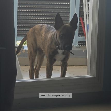 Photo 1/1 Chien retrouvé Perdu à St Denis