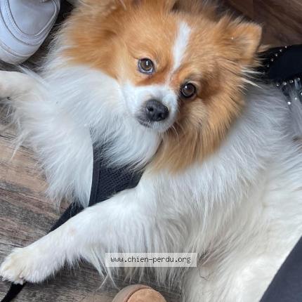 Photo 1/1 Paco Chien perdu à Aubais