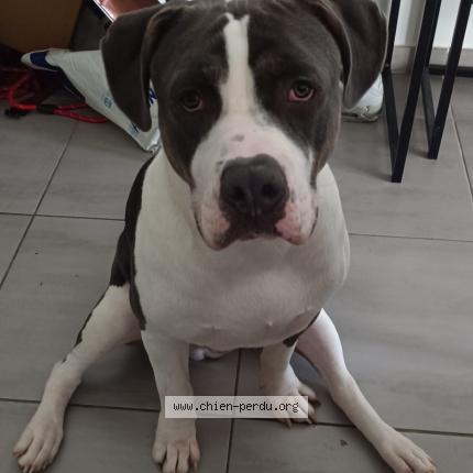 Photo de chien perdu à Eybens