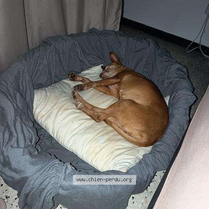 Photo de chien trouvé à Villeneuvette