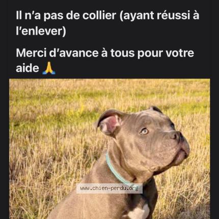 Photo 1/1 Arès Chien perdu à Garchizy