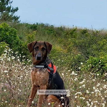 Photo de chien perdu à Montbray