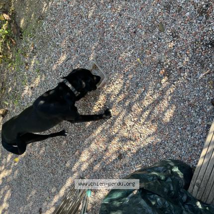 Photo de chien trouvé à Nissan Lez Enserunes