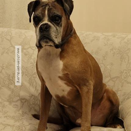 Photo 1/1 Chien retrouvé Perdu à Sart dames avelines 1495