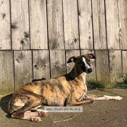 Photo 1/1 Sissi Chien perdu à Vincennes