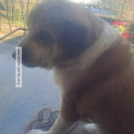 Photo 1/1 Chien retrouvé Trouvé à Belleneuve