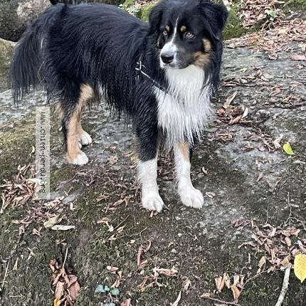 Photo 1/1 Chien retrouvé Perdu à Saint junien